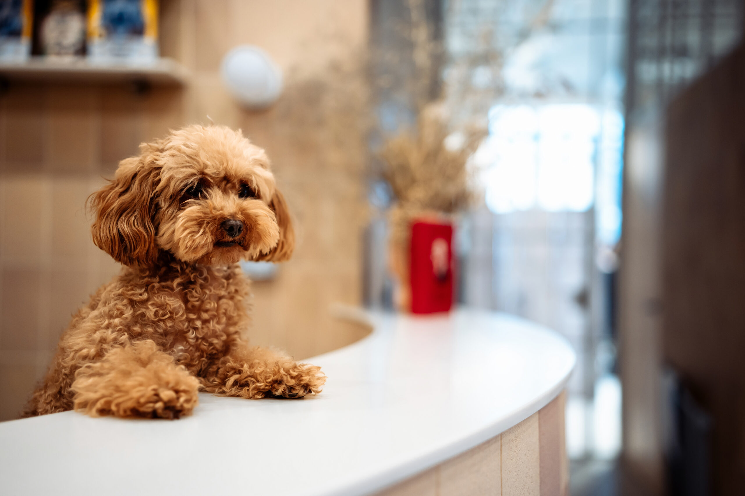 A funny dog takes animals at the reception. Dog administrator in the care salon. High quality photo